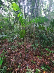 Socratea exorrhiza