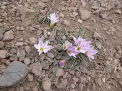 Olsynium bodenbenderi