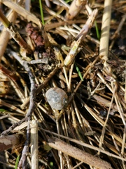 Ampullaceana balthica