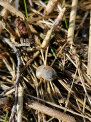 Ampullaceana balthica