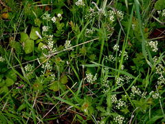 Comandra umbellata californica