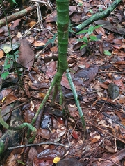 Socratea exorrhiza