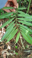 Podocarpus guatemalensis