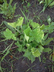 Heuchera richardsonii