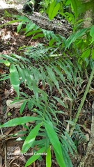 Podocarpus guatemalensis