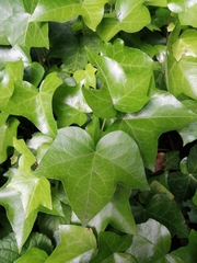 Hedera helix