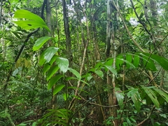 Socratea exorrhiza
