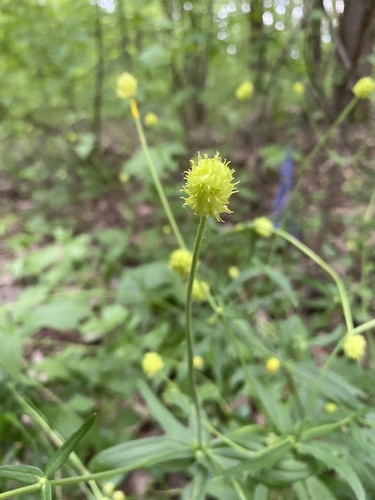 Kashubian Buttercups