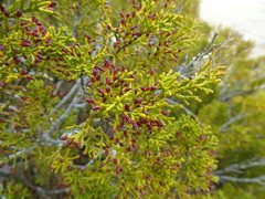 Halocarpus bidwillii