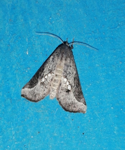 Hypsoropha adeona