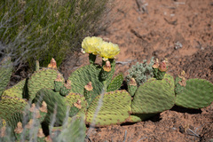 Opuntia aurea