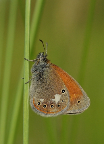 Tamsusis Satyriukas nuotrauka