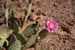 Opuntia aurea