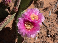 Opuntia aurea