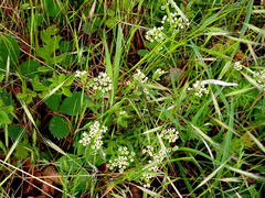 Comandra umbellata californica