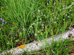 Comandra umbellata californica