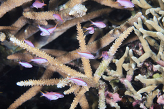 Mirolabrichthys tuka