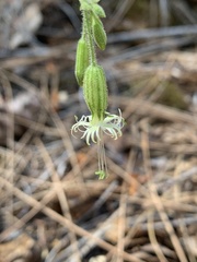 Silene lemmonii