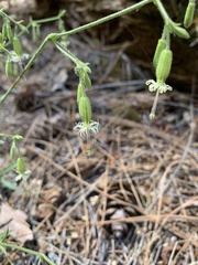 Silene lemmonii