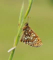 Melitaea britomartis