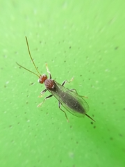 Apocrita