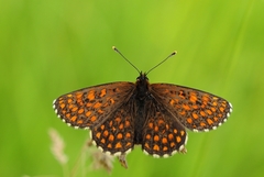 Melitaea britomartis