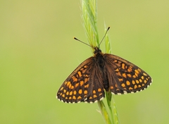 Melitaea britomartis
