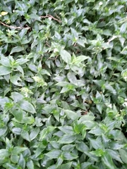 Tradescantia fluminensis
