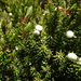 Leptecophylla juniperina - Photo (c) Grzegorz Grzejszczak,  זכויות יוצרים חלקיות (CC BY-SA), הועלה על ידי Grzegorz Grzejszczak