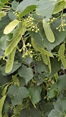 Tilia cordata
