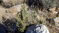 Pellaea mucronata mucronata