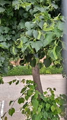 Tilia cordata