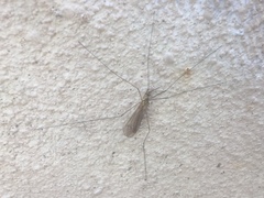 Nephrotoma flavescens