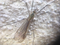 Nephrotoma flavescens