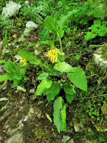 Schaduwminnend havikskruid (Hieracium umbrosum)