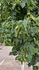 Tilia cordata