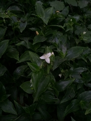 Tradescantia fluminensis