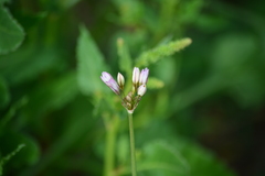 Allium massaessylum