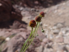 Helenium thurberi