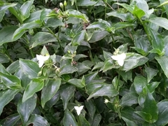 Tradescantia fluminensis