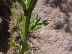 Helenium thurberi