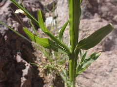 Helenium thurberi
