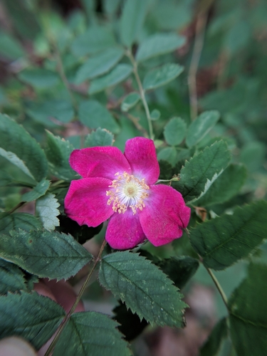 Ruža (Rosa)