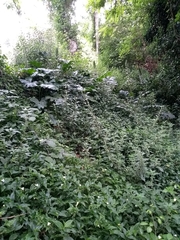 Tradescantia fluminensis