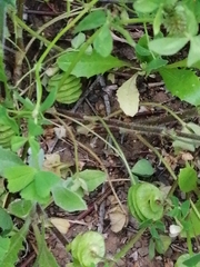 Medicago orbicularis