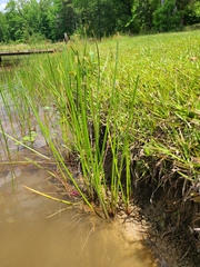 Eleocharis quadrangulata