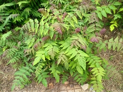 Ailanthus altissima