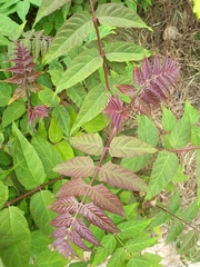 Ailanthus altissima