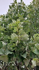 Tilia