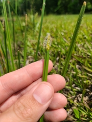 Eleocharis quadrangulata